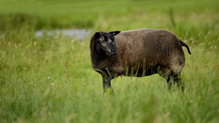 Sheep (Ovis - a type of mammalian beef) grazing