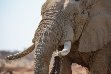 Afrikanischer Elefant