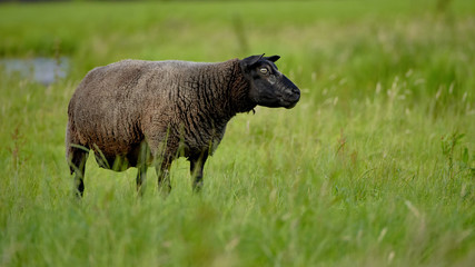 Sheep (Ovis - a type of mammalian beef) grazing