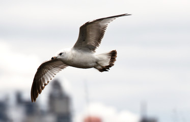 A closeup of a lone seagull frozen against the backdrop of a blue gray sky.