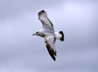 A seagull frozen against a grayish-blue sky.
