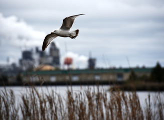 A seagull frozen in the air in front of a river and steel mill.
