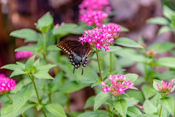 Black Swallowtail Butterfly on pink flower