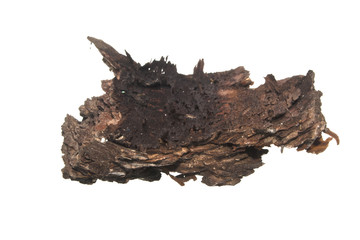 tree bark isolated on white background