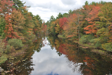 Obraz premium Foliage in Vermont