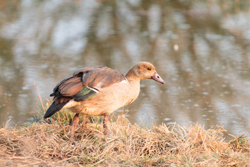 Nilgans © mophoto