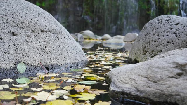 Water level closeup of fall leaves floating in a still pool of water.  Mossbrae Falls out of focus in the background.  Green moss under the water fall.  Grey boulders in foreground.  Slow zoom.