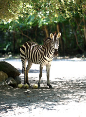 Fototapeta na wymiar A zebra posing for a shot at the River Banks Zoo.