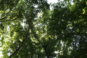 Obraz premium The tops of the trees in the forest