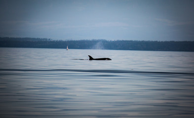 Obraz premium Orca in the wild