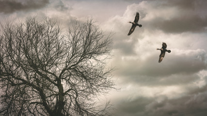 Cloudy sky birds