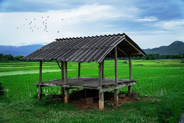 Fototapeta na wymiar Cottage in field with a flock of bird and mountain background. Thailand. Peace concept.