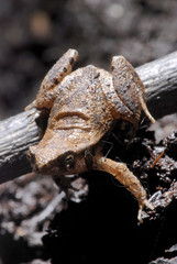 Rombie’s Dwarf Frog photographed in Guarapari, Espírito Santo - Southeast of Brazil. Atlantic Forest Biome. Picture made in 2007.