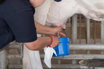 The cow gives plenty of milk