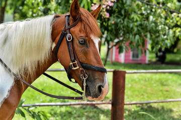Obraz premium Portrait of a brown horse with rein on nature ranch. Riding on a horse. Thoroughbred horse. Beautiful brown and white fur horse.