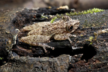Scinax Tree Frog photographed in Guarapari, Espírito Santo - Southeast of Brazil. Atlantic Forest Biome. Picture made in 2007.
