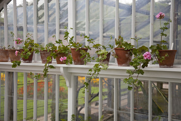 Terracotta pots on a shelf in an old Victorian greenhouse