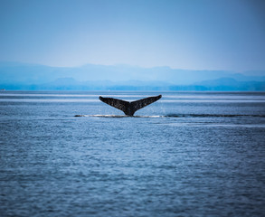 Tail of the Humpback whale © Michael