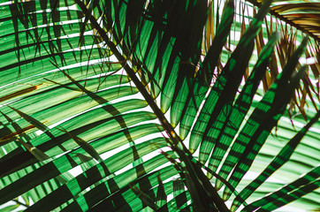 Nature poster. Green palm branch. Closeup. Tropical vibes