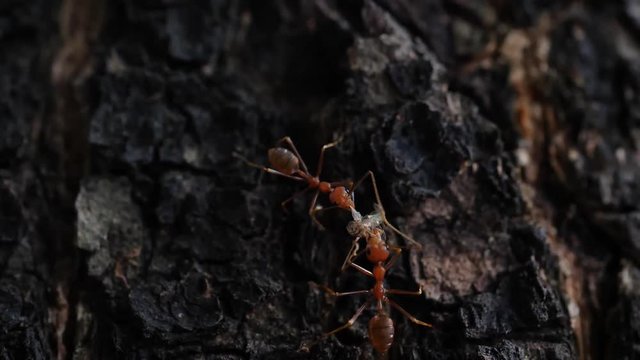 little ant concept team working carry food on tree bark