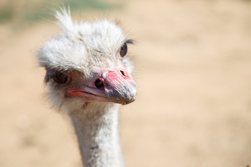 Portrait of an ostrich close up on a sunny day 