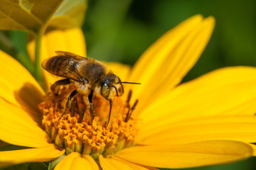 bee on a yellow flower collects nectar, green background macro photo close up