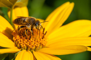 bee on a yellow flower collects nectar, green background macro photo close up