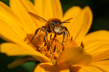 bee on a yellow flower collects nectar, green background macro photo close up