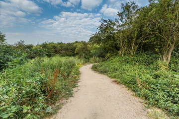 Landscape with flowering tansy, Tanacetum vulgare, in natural habitat along footpath in river landscape Millingerwaard in the Dutch province of Gelderland in the middle of alluvial forest