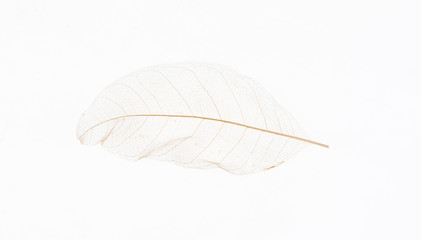 Transparent skeleton leaf with beautiful texture on white   background
