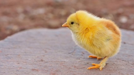 Chick 323