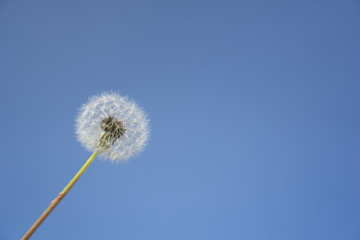 The seed head of a dandelion or Taraxacum flower over the blue sky