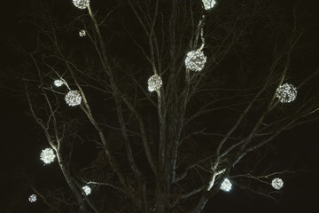 Holiday lights in a tree at night