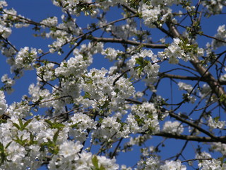 Kirschblüte weiß