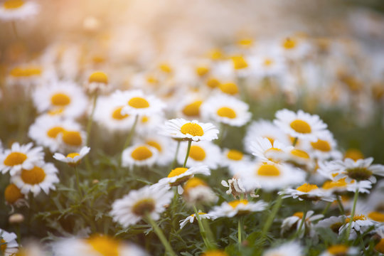 Fototapeta Daisy flower on green meadow