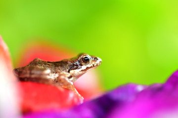 macro photography frog in colorful flowers