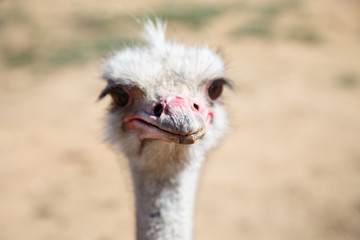 Portrait of an ostrich close up on a sunny day 