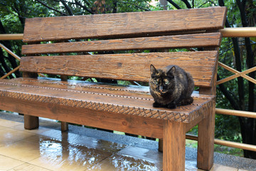 Bicolor cat sitting on wet bench
