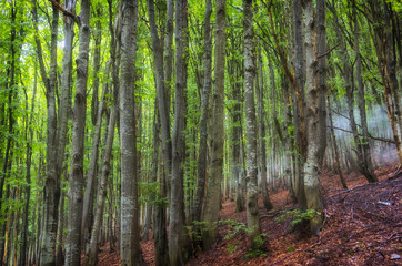 summer beech forest on the slopes of the mountains, Ukrainian Carpathians