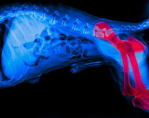 X-ray film of dog lateral view with red highlight in hind leg bone or Pelvis- Femur- Tibia and...