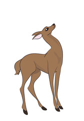 deer female color, vector