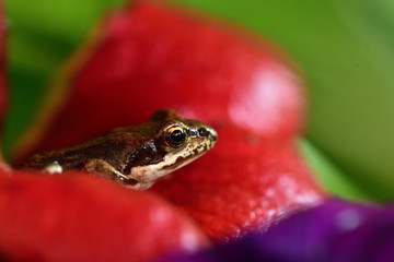 macro photography frog in colorful flowers