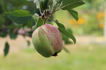 Apfel
