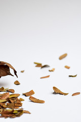 Fototapeta premium background of Isolated Autumn Leaves - Place For Your Design, Text