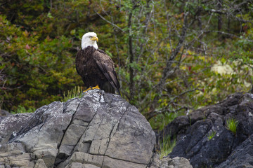 A bald eagle perched on a rock and looking away.