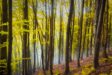 Red and colorful autumn colors in the beech forest in the fog
