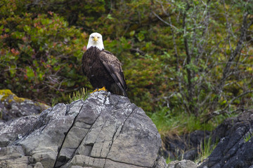 A perched bald eagle looking at the camera.