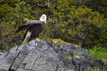 A bald eagle perched on a rock.