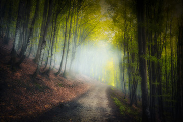 Obraz premium Red and colorful autumn colors in the beech forest in the fog