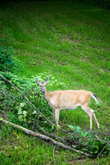 Whitetail Deer Doe Feeding